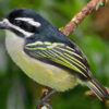 A Yellow-rumped Tinkerbird perched