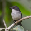 Bird Watching in Murchison Falls