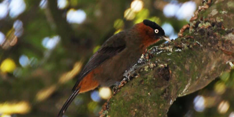 Red-collared Mountain-Babbler