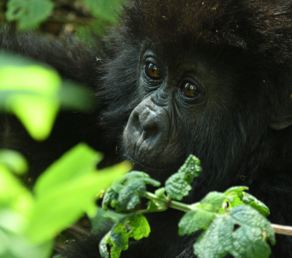 Umubano gorilla Family, Rwanda gorillas, Volcanoes National Park