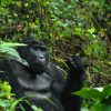 double gorilla Tracking, Adventure tour