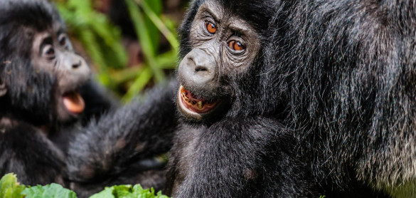 Travel companies, Planning A Gorilla safari Yourself