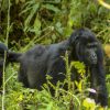 Gorilla Tracking, Uganda gorilla tour