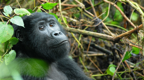 Gorilla Families in Uganda