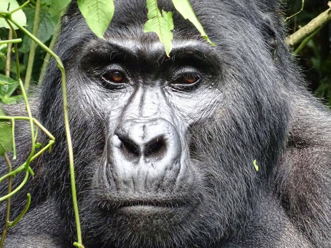 Why Gorillas are going to extinction