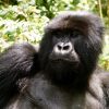 Gorilla trekking, Wildlife tour , Adventure safari