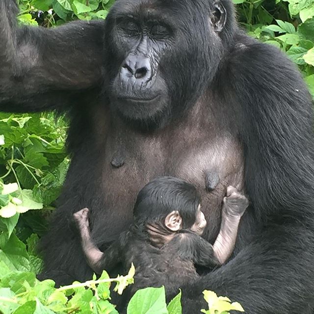 gorilla with a baby