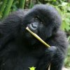 gorilla with tree