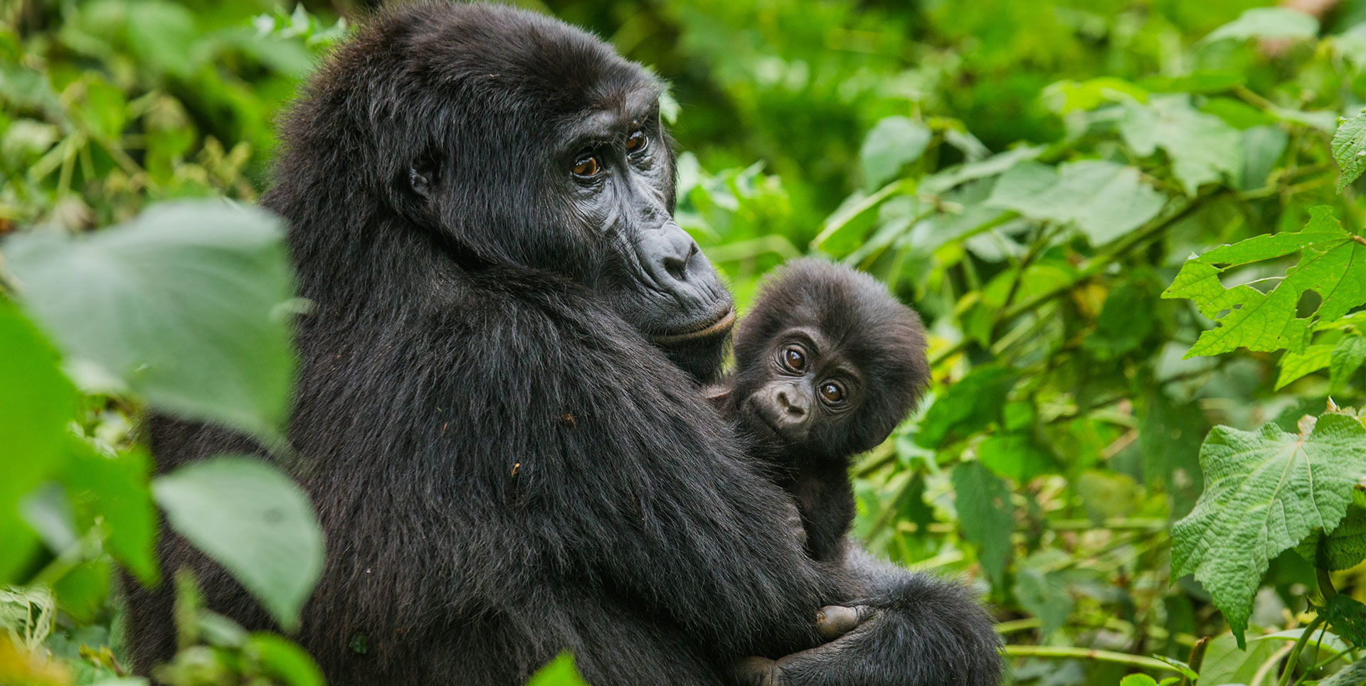 gorilla tours from kigali