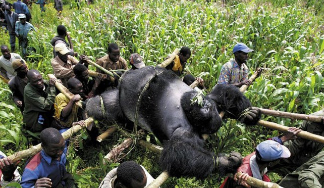 poach gorillas, Reasons for gorilla poaching