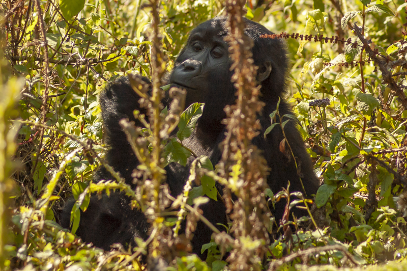 gorilla tracking, Distance Between Bwindi and Volcanoes national park