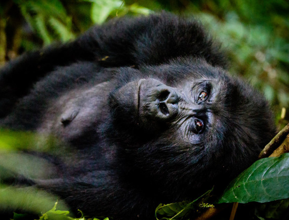 Mountain gorillas, Cultural trip, primates