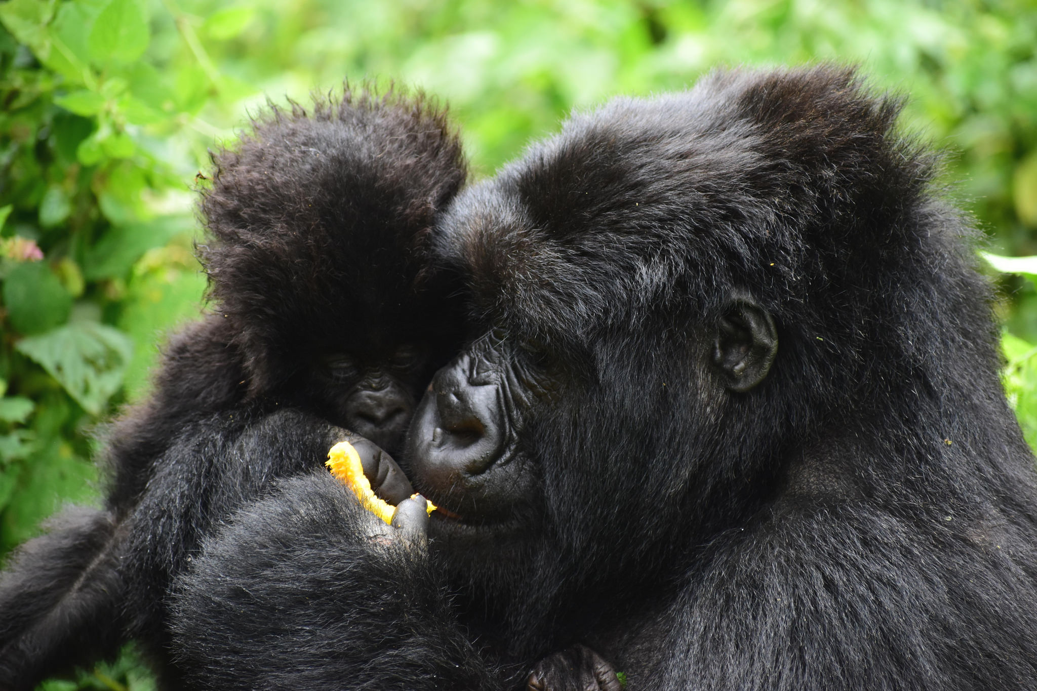 gorilla family, How to save mountain Gorillas