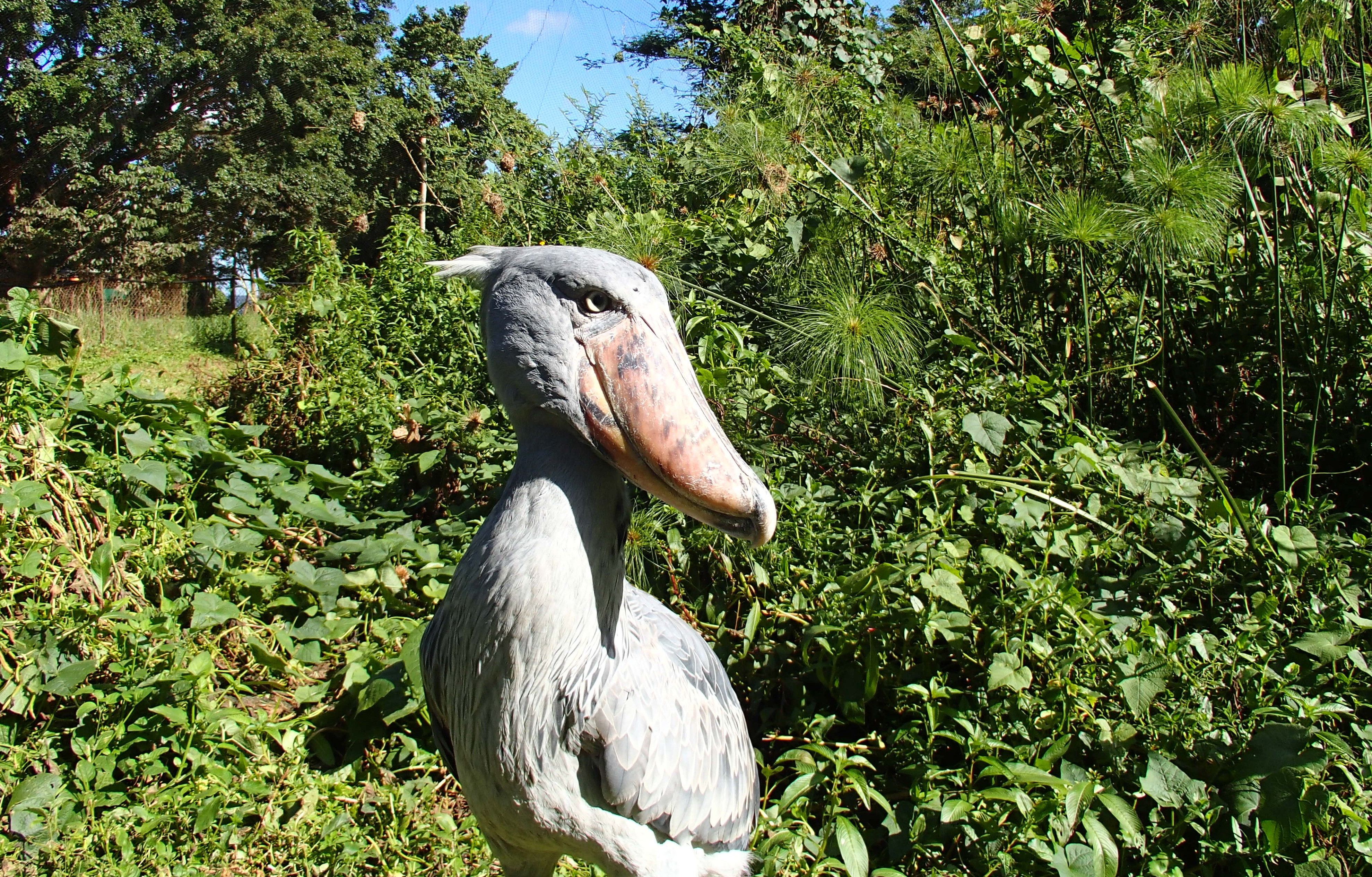 Shoebill, Bird Uganda Birding Safari, birding destinations, Birding Tours, African birding tours, Birding in Uganda