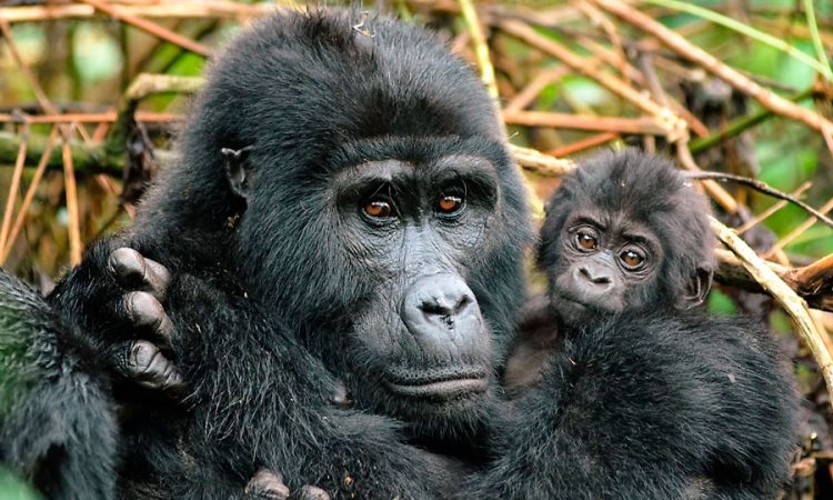 Gorilla trekking In Nkuringo Sector-Bwindi