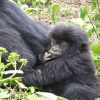 African Gorilla Tour