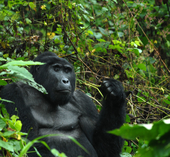 Uganda gorilla safari, Uganda Gorilla Safaris and Trekking Adventure