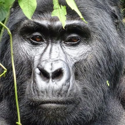 Uganda Gorilla trekking safari