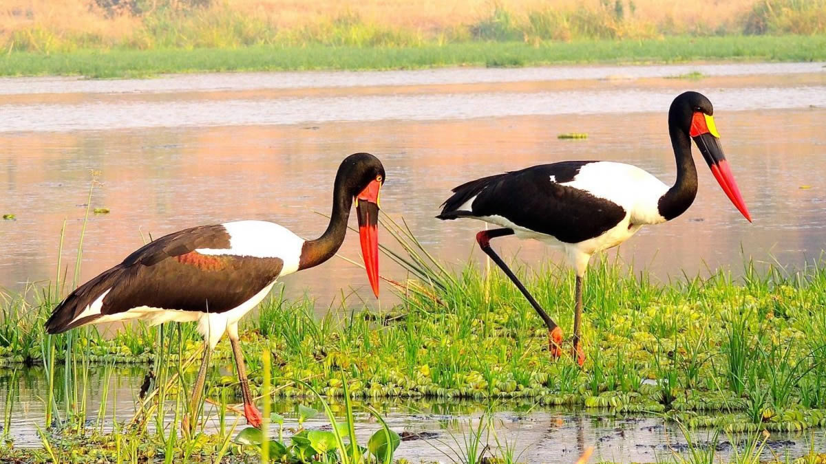 Tailor-made birding safaris in Uganda