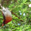 3 Days Birding Safari to Nyungwe Forest National Park Rwanda