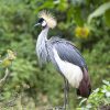 5 Day Birding Akagera national park, Nyabarongo and Nyarutarama takes
