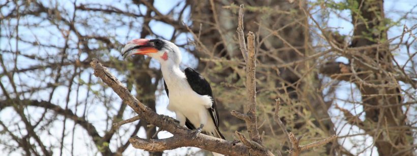5 Days Bird Watching in Tarangire and Lake Manyara