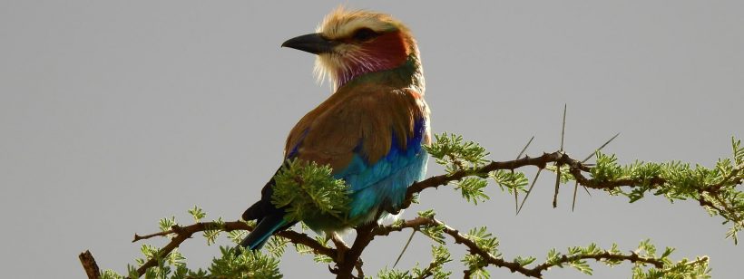 5 Days Tanzania Birding Tour