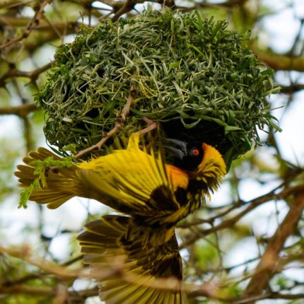 7 Days Bird Watching Adventure Kenya