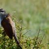 9 Days Ornithological Safari in Kenya – Bird Watching Tour In Kenya