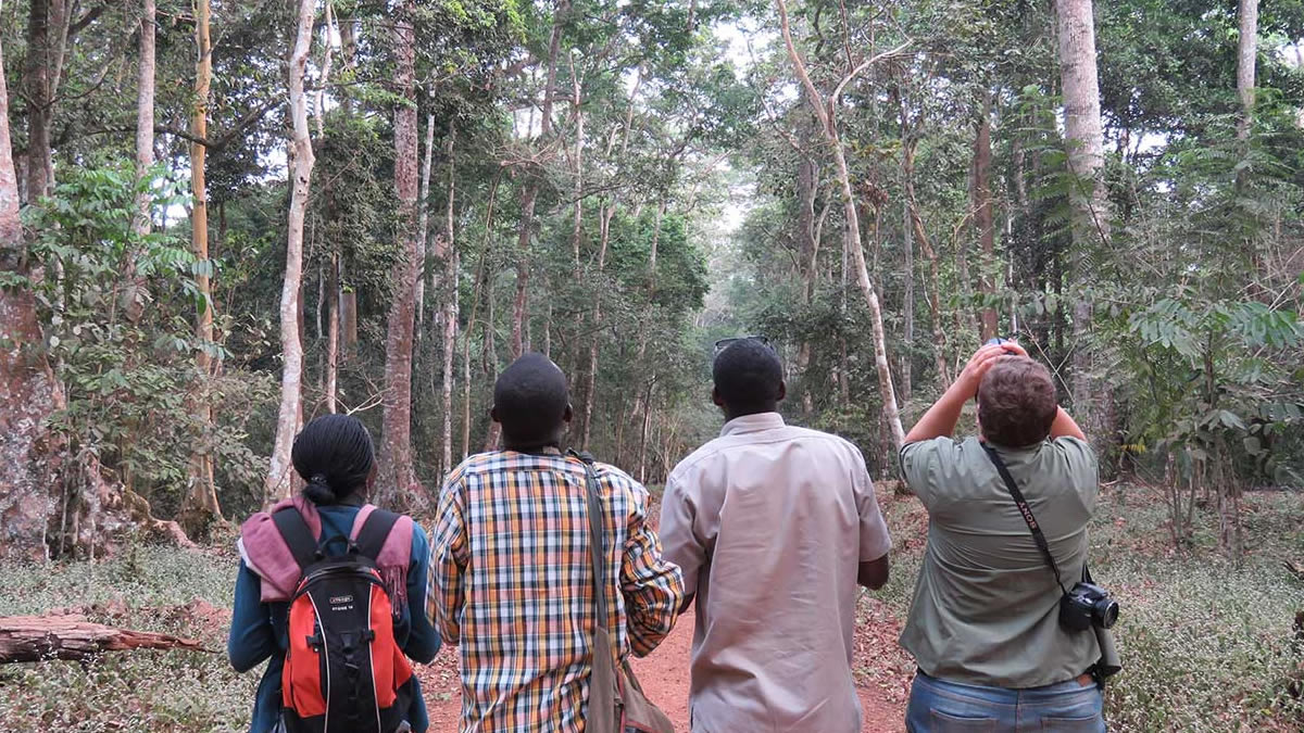 Birding Budongo Forest