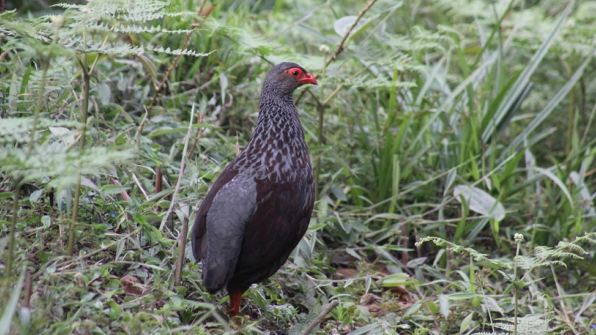 Birding Bwindi Impenetrable National Park