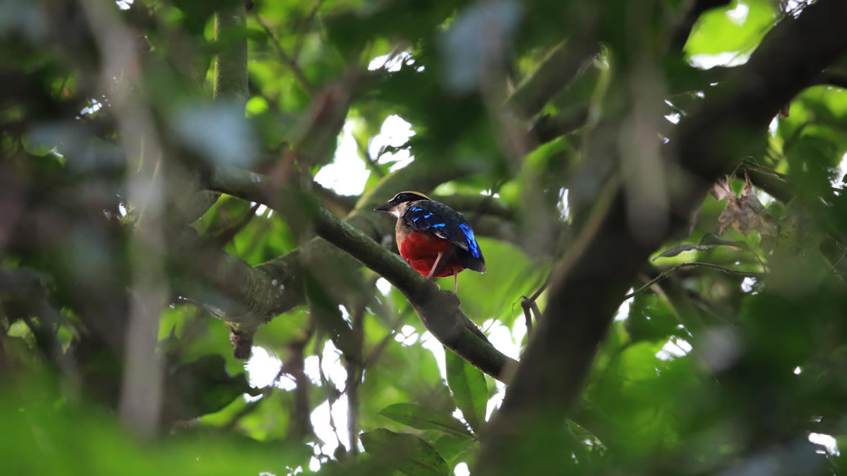 Birding Kibale Forest National Park