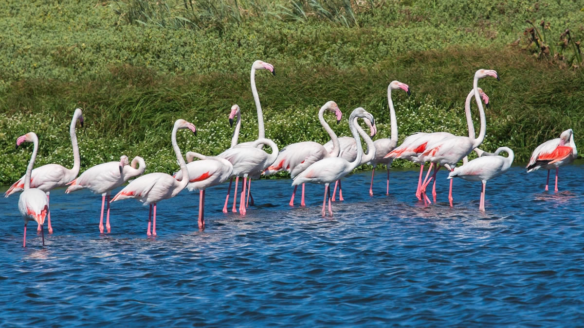 Flamingos in Queen Elizabeth National Park