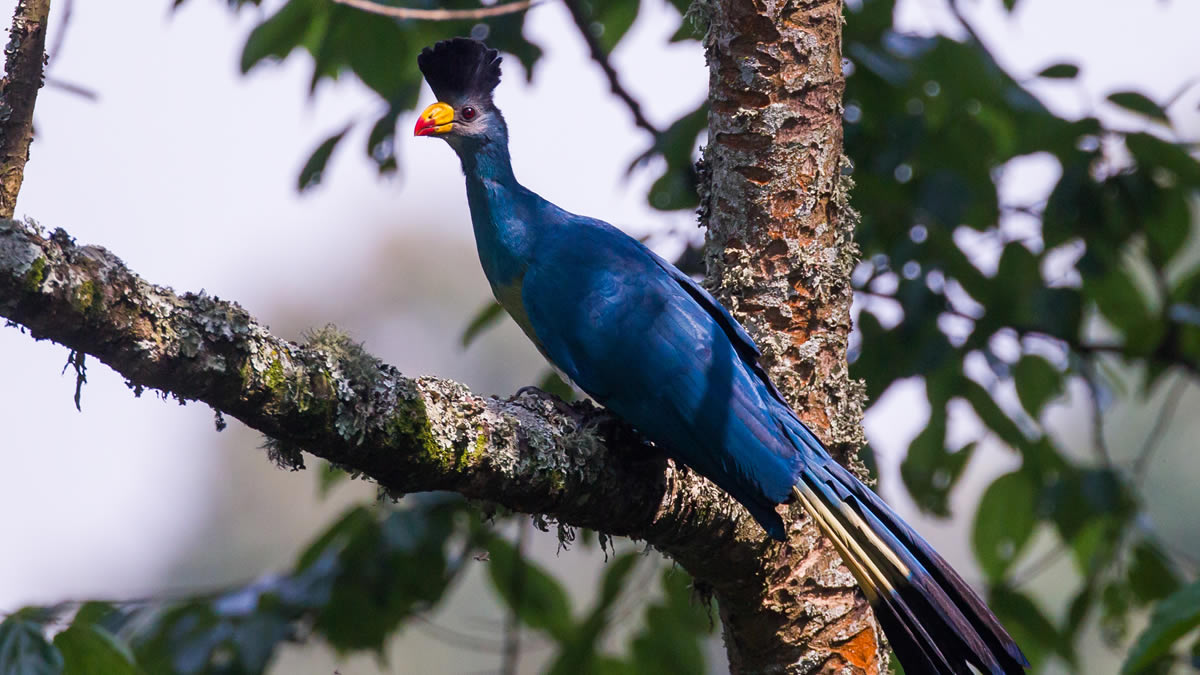 Top Birds In Uganda