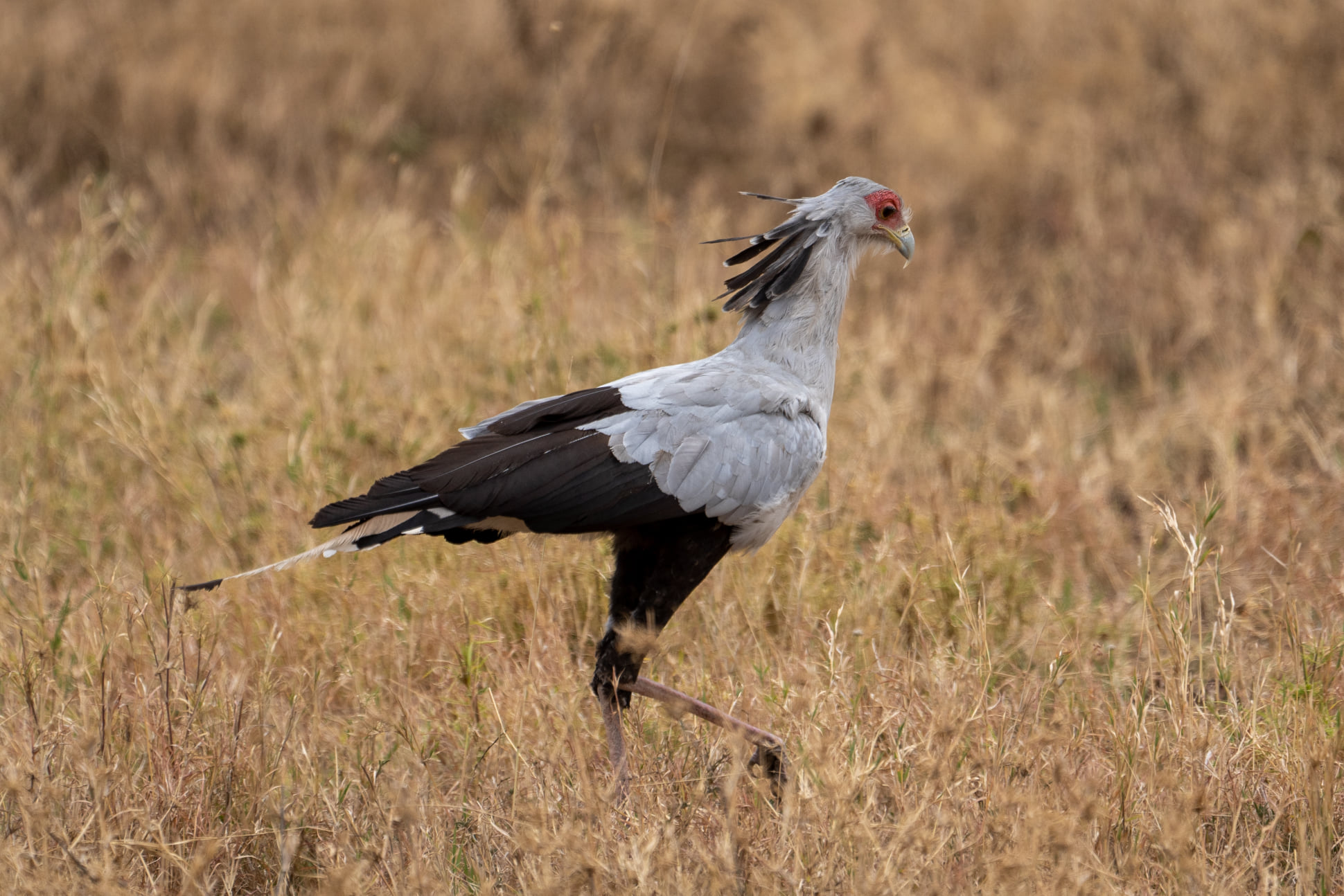 Important bird areas in Uganda