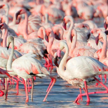 1 Day Birding and Photography safari takes you to Lake Nakuru National Park to explore the scenic Lake Nakuru by luxury boat in "The Kingfisher"