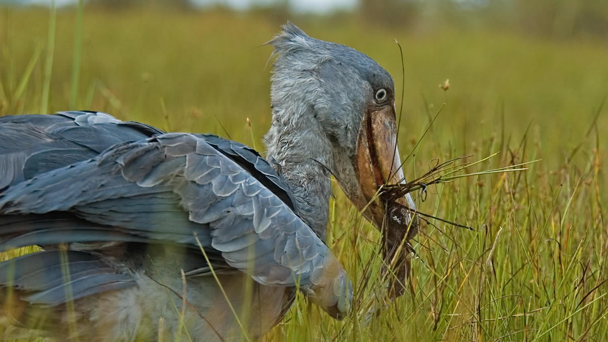 low season birding safari Uganda