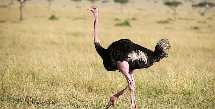 Ostriches in Kidepo national park