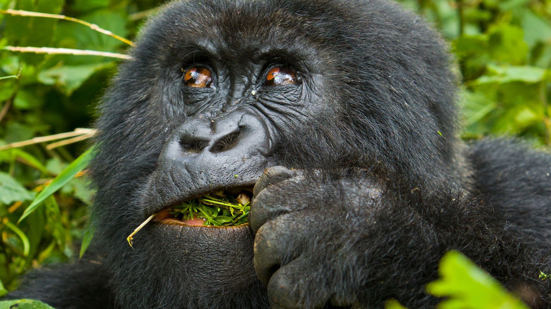 Ruhija Gorilla trekking sector in Bwindi Impenetrable Forest National Park
