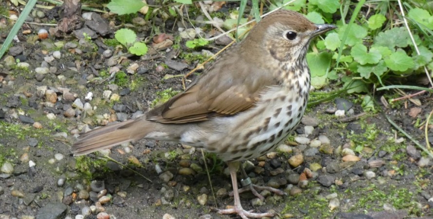 Thrushes and Allies