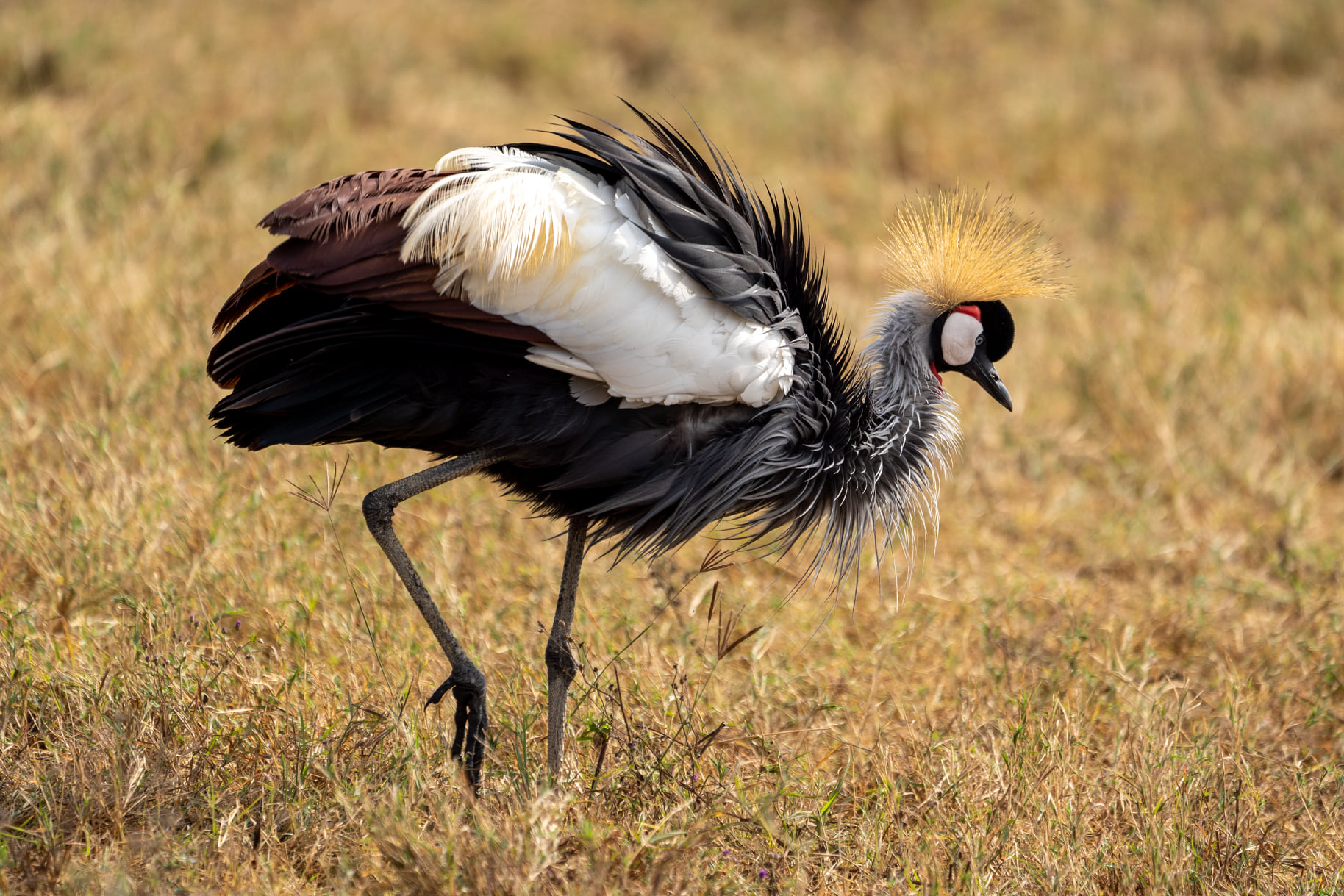 Trip Report For 26 Day Birding Safari Uganda