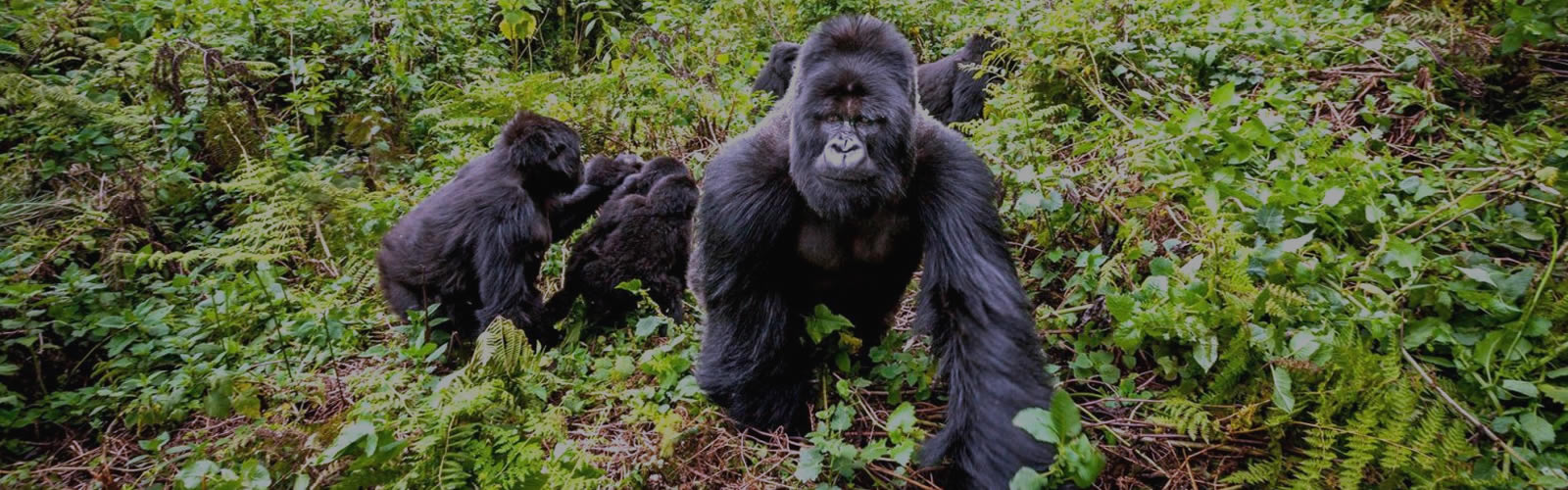 Gorilla Trekking Tours In DR Congo
