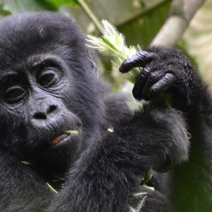 3 Days Gorilla Trekking Tour In Virunga National Park