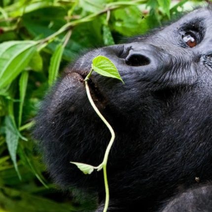 5 Days Virunga Mountain Gorillas and Lowland Gorilla Tour in DR Congo