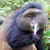 6 Days Gorilla-Golden Monkey Trekking, Batwa Trail Experience And Volcano Hiking