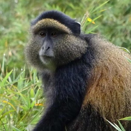 4 Days Rwanda Gorilla And Golden Monkey Tour