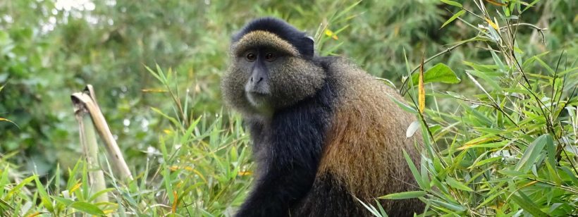 4 Days Rwanda Gorilla And Golden Monkey Tour