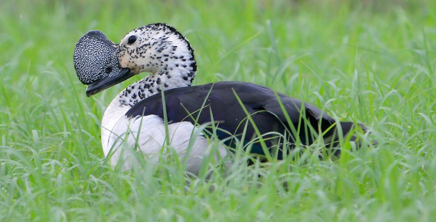 Knob-billed duck in Uganda