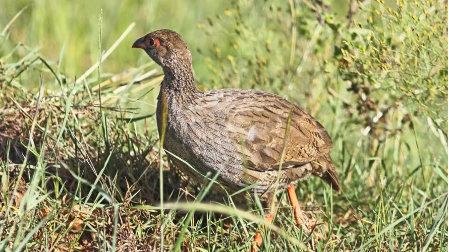 Pheasants and partridges in Uganda