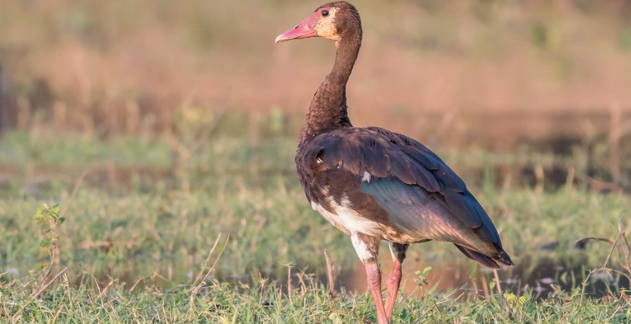 Spur-winged goose in Uganda
